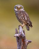Little Owl (Athene noctua)