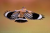 Eurasian Hoopoe (Upupa epops)