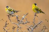 Eurasian Siskin (Spinus spinus)