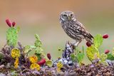 Little Owl (Athene noctua)