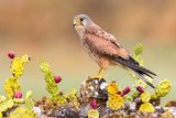 Eurasian Kestrel (Falco tinnunculus)