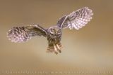 Little Owl (Athene noctua)