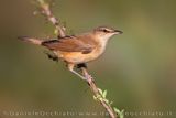 Great Reed Warbler (Acrocephalus arundinaceus)