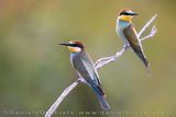 European Bee-eater (Merops apiaster)