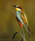 European Bee-eater (Merops apiaster)