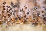 Civetta; Little Owl; Athene noctua