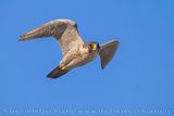 Falco pellegrino; Peregrine; Falco peregrinus