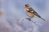 Fringuello; Chaffinch; Fringilla coelebs