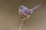 Magnanina; Dartford Warbler; Sylvia undata