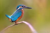 Martin pescatore; Common Kingfisher; Alcedo atthis