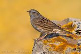 Passera scopaiola; Dunnock; Prunella modularis