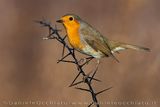 Pettirosso; European Robin; Erithacus rubecula;
