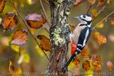 Picchio rosso maggiore; Great Spotted Woodpecker; Dendrocopos major