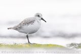 Piovanello tridattilo; Sanderling; Calidris alba
