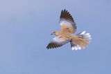 Tortora dal collare; Collared Dove; streptopelia decaocto