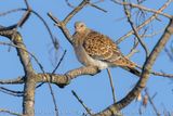 Tortora orientale; Oriental Turtle Dove; Streptopelia orientalis meena