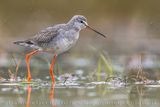 Totano moro; Spotted Redshank; Tringa erythropus