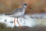 Totano moro; Spotted Redshank; Tringa erythropus