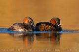 Tuffetto; Little Grebe; Tachybaptus ruficollis