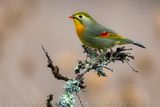 Usignolo del Giappone; Red-billed Leiothrix; Leiothrix lutea