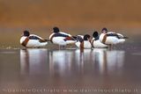 Volpoca; Common Shelduck; Tadorna tadorna