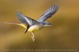 Ballerina gialla; Grey Wagtail; Motacilla cinerea