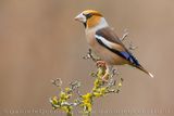 Frosone; Hawfinch; Cocco thraustes coccothraustes