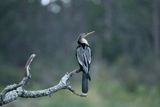 Anhinga.JPG