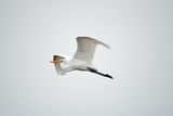 Great White Egret.jpg