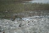 Bobcat.JPG
