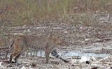 Bobcat.jpg