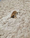 Sleeping dog on the Alter do Chao Beach