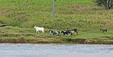 Cattle running home on the banks of the Amazon River