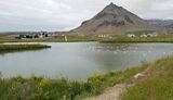 Iceland Gulls on a pond in Arnarstapi, Iceland