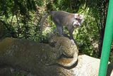Monkey on a monkey statue at the Monkey Forest Sanctuary in Ubud