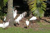 A colony of Ibis in Flamingo Gardens, Fort Lauderdale