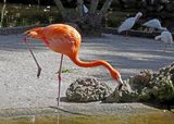 Flamingo in Flamingo Gardens