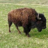 Bison just starting to lose her winter coat