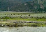 Bison herd in Lamar Valley in Yellowstone National Park