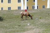 Elk on the lawn of the Lake Yellowstone Hotel