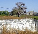 Bo tree is national tree of Senegal.JPG