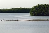 Birds on a sandbar in the Gambia River.JPG