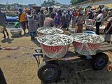 Huge buckets of fish at the Sekondi, Ghana fish market.jpg