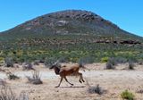 Eland in full gallop at Aquila Game Rserve.JPG