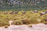 Eland herd in Aquila Game Reserve.JPG