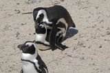 African Penguin Mating Ritual.JPG