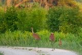20230621-Z81_2296-Edit.jpg