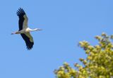stork Almentornet.jpg