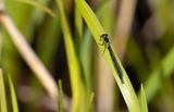 Strre rdgonflickslnda herculesdammarna