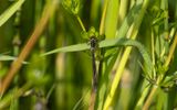 Strre rdgonflickslnda herculesdammarna